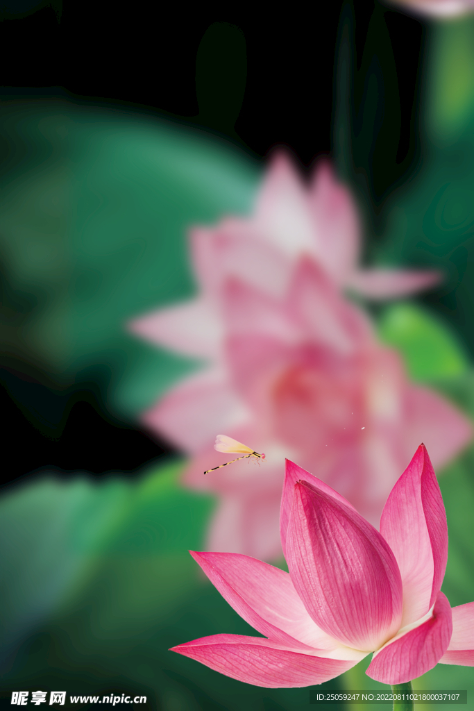荷花