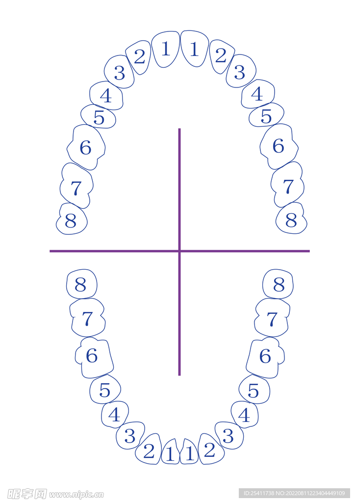 牙齿示意图矢量