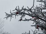 雪中的柿子