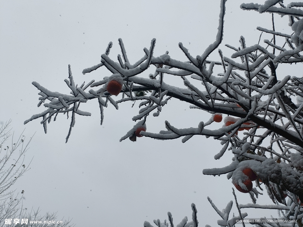 雪中的柿子