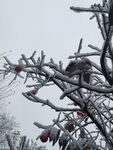 雪景柿子