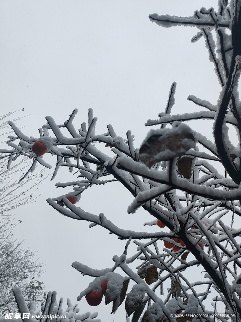 雪景柿子