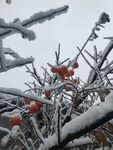 雪中的柿子