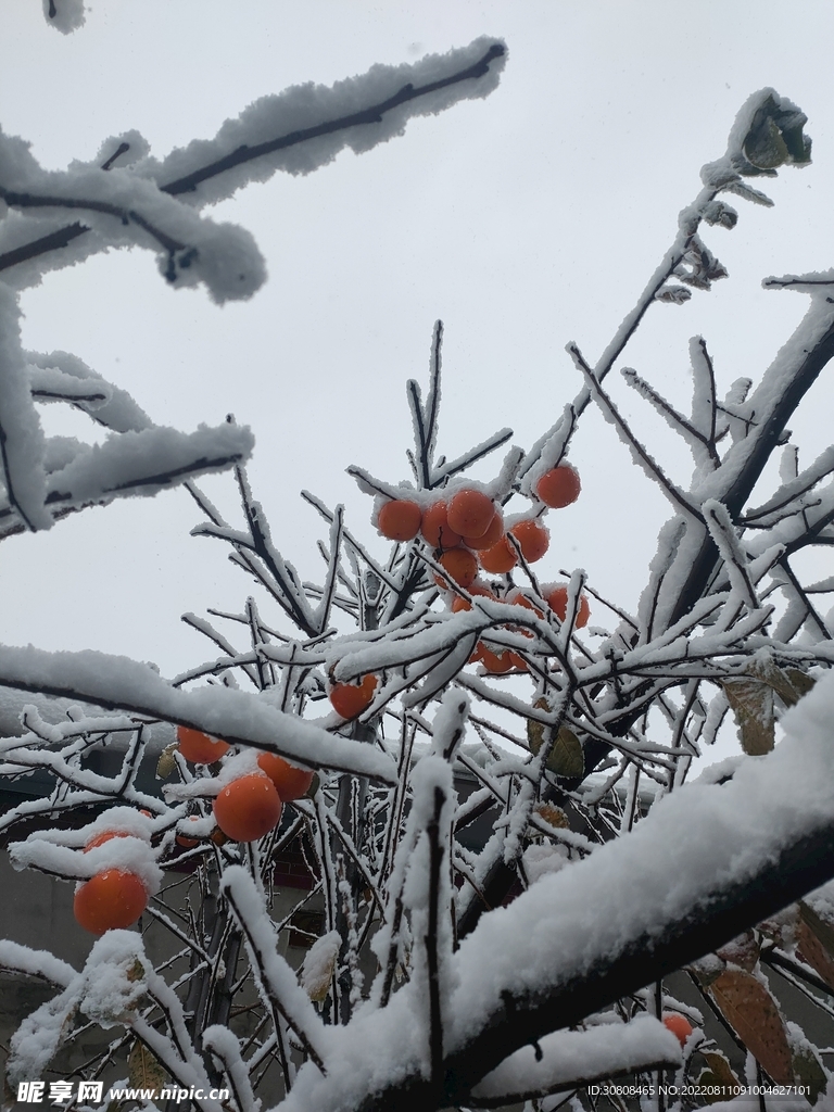 雪中的柿子