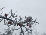雪中的柿子