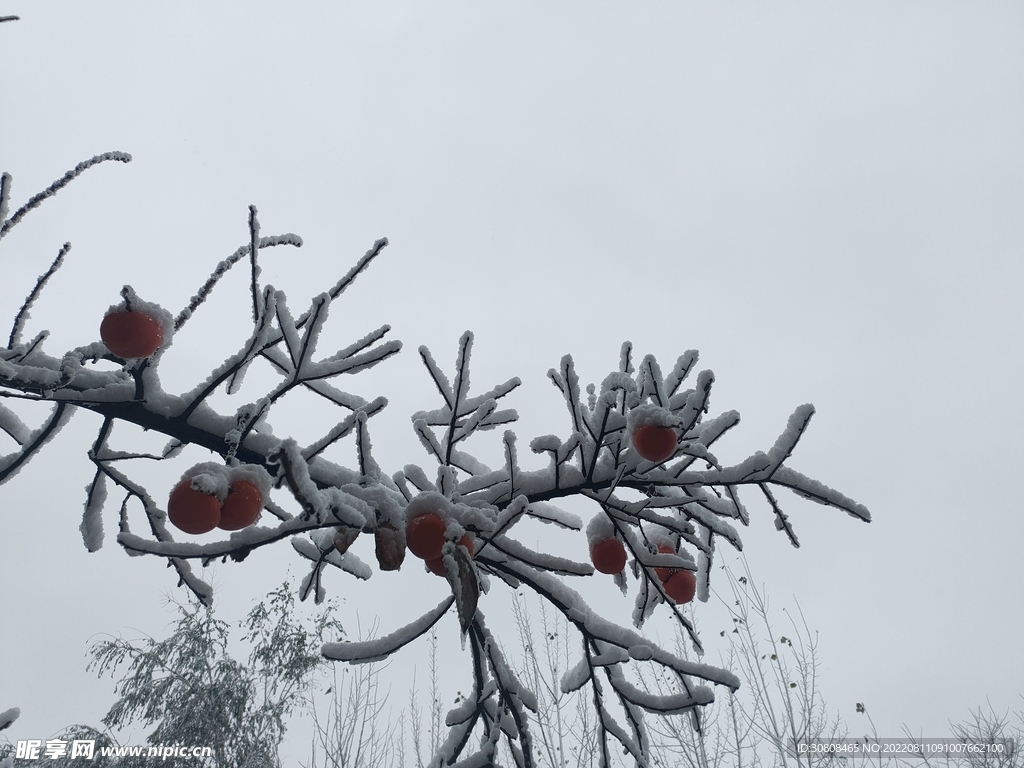 雪中的柿子