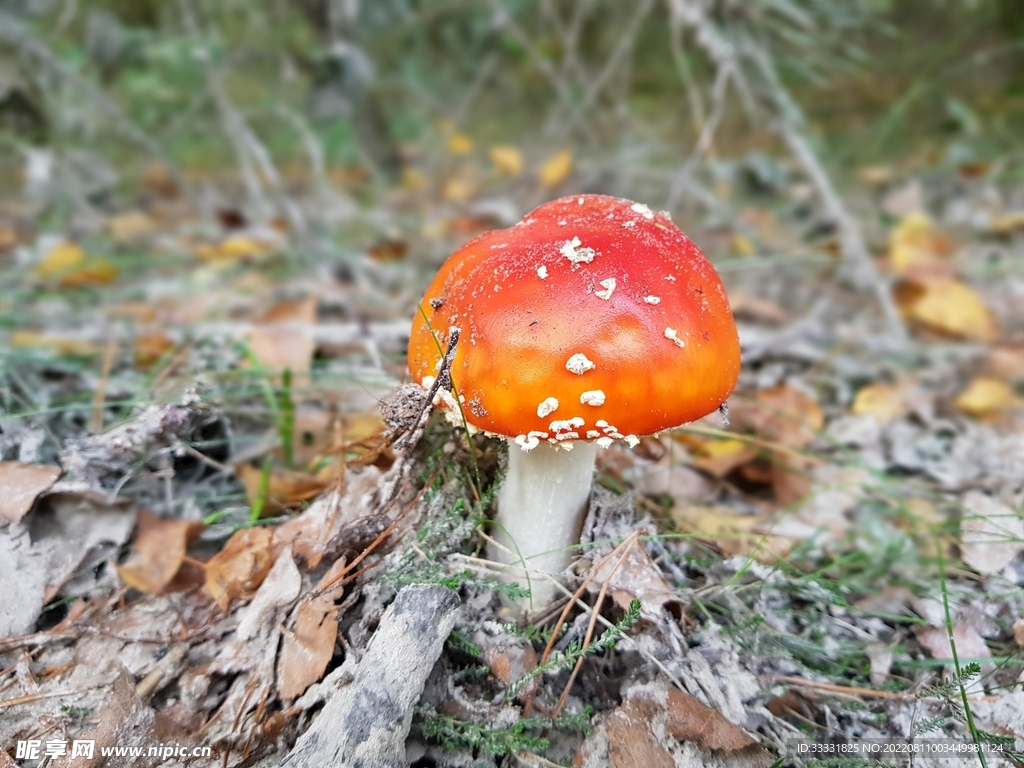 蘑菇