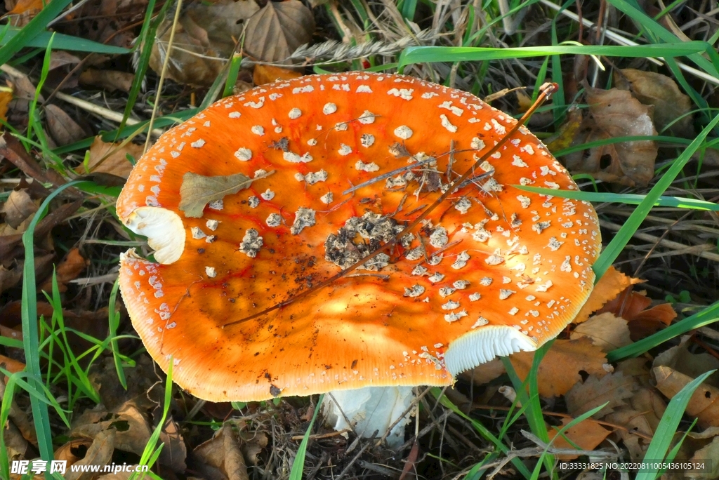 蘑菇