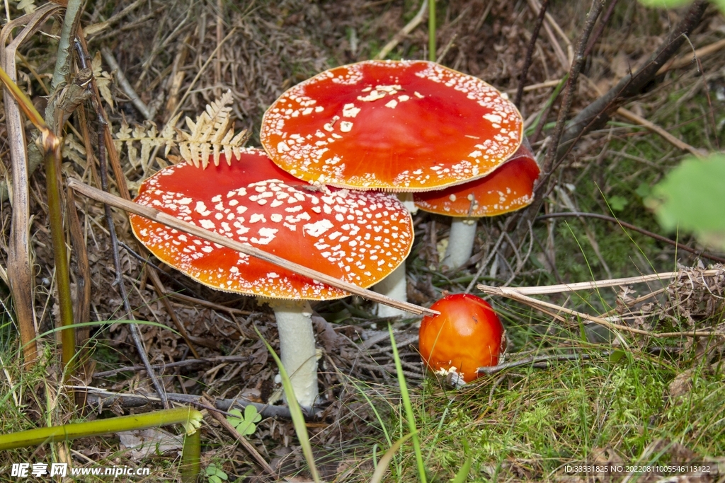 蘑菇
