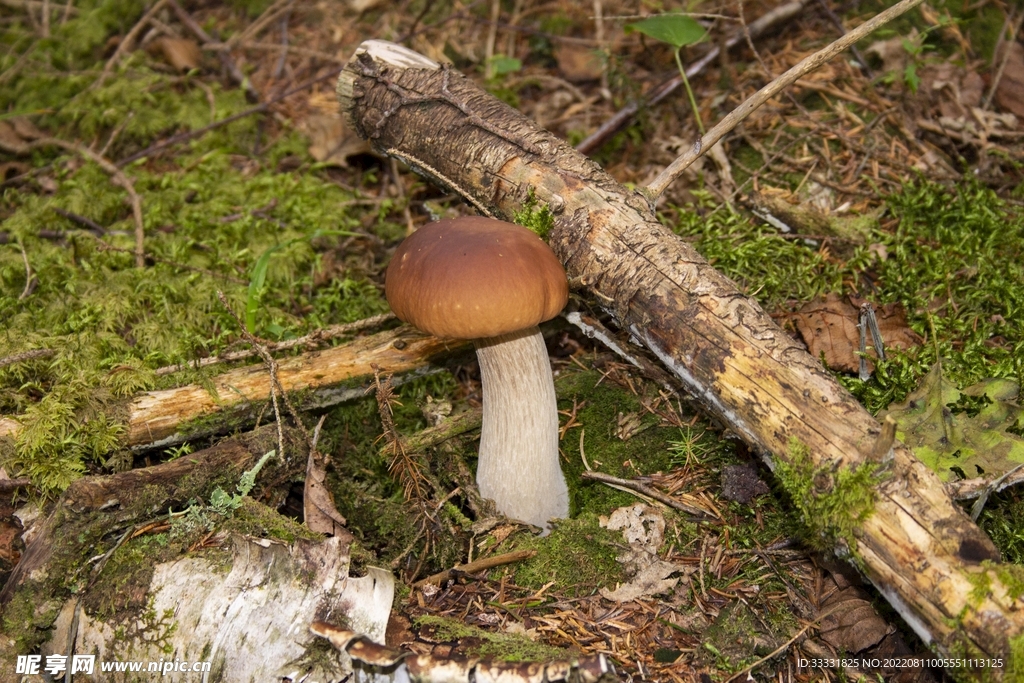 蘑菇