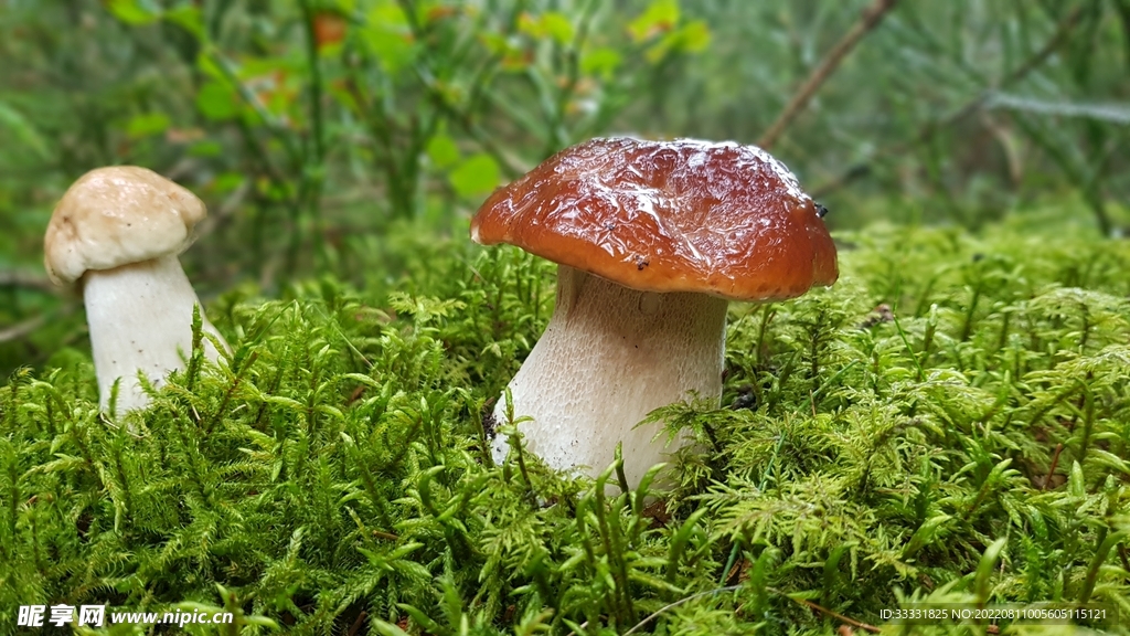 蘑菇