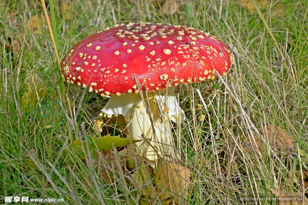 蘑菇