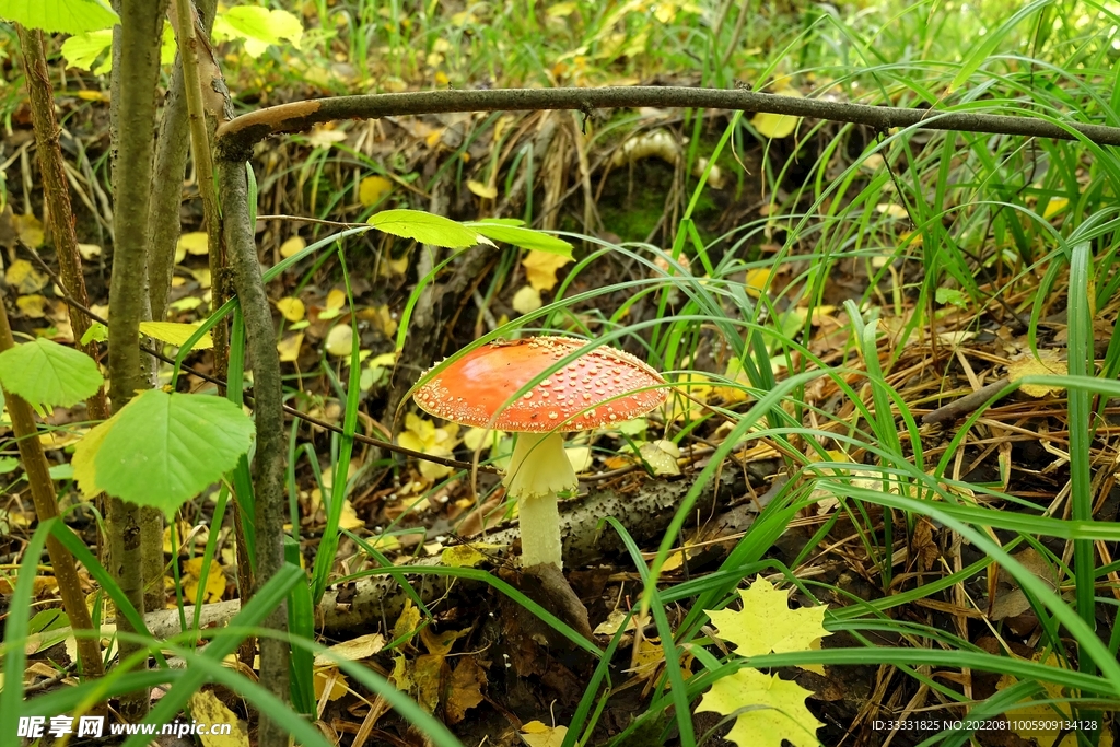 蘑菇