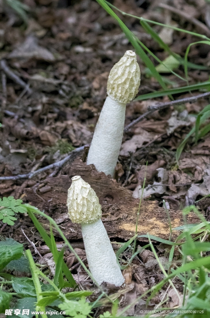 蘑菇