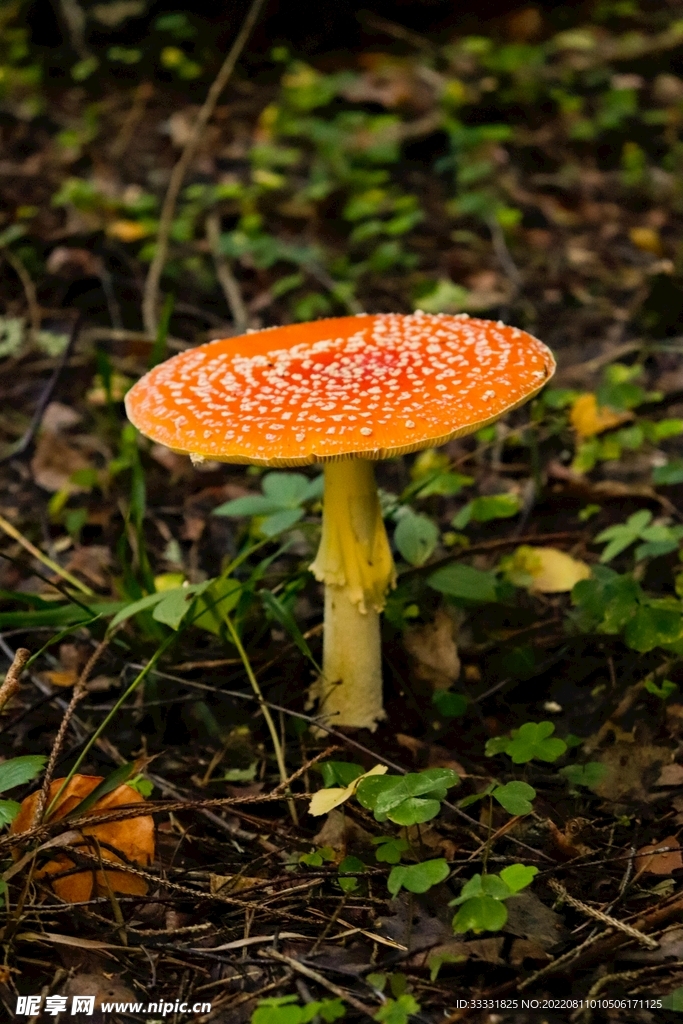 蘑菇
