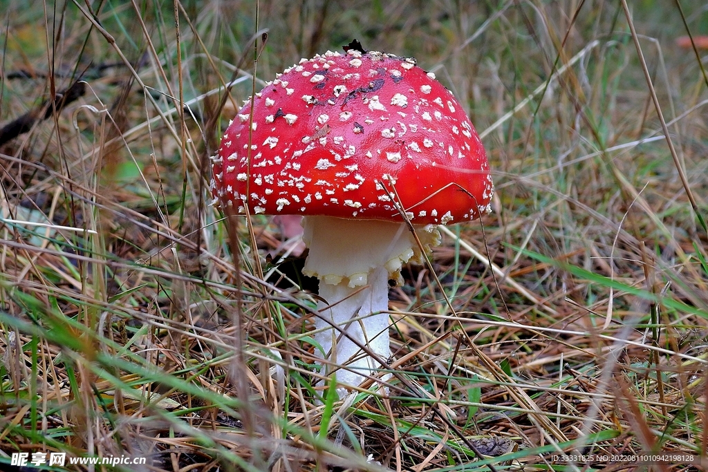 蘑菇