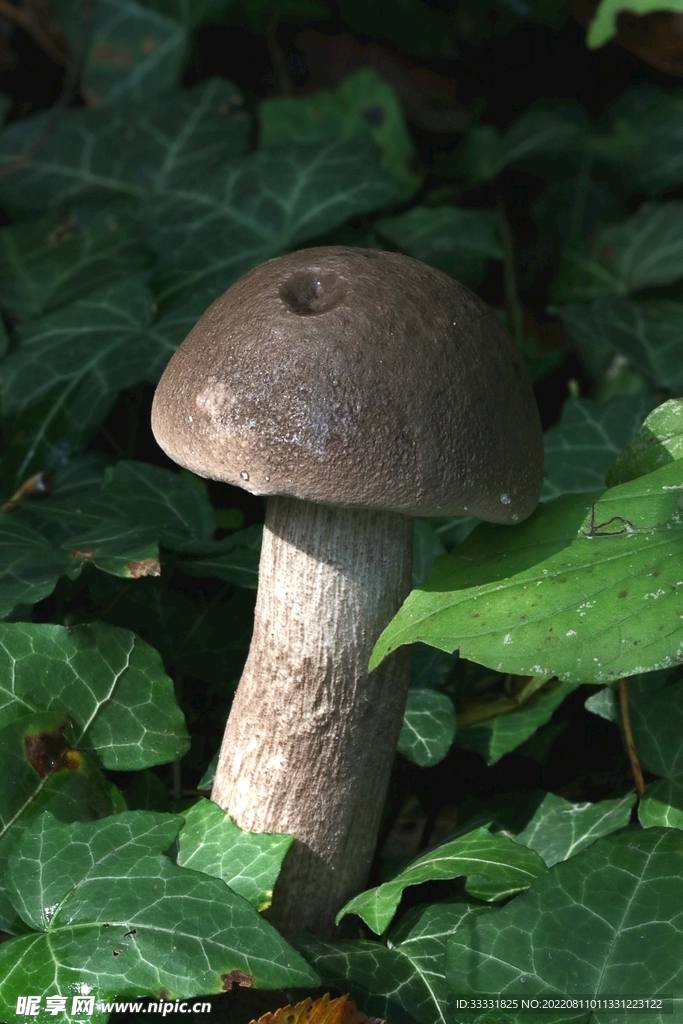蘑菇