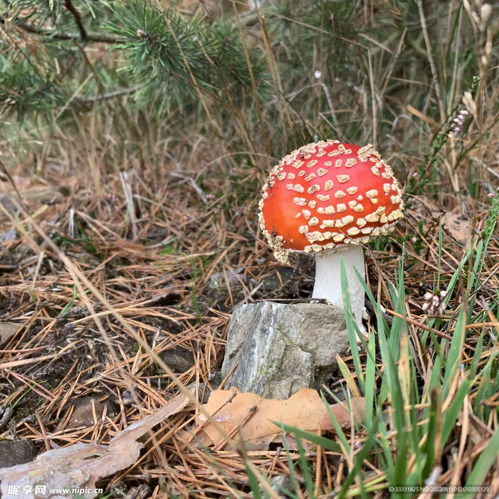 草丛中好看的野蘑菇高清壁纸下载-壁纸图片大全