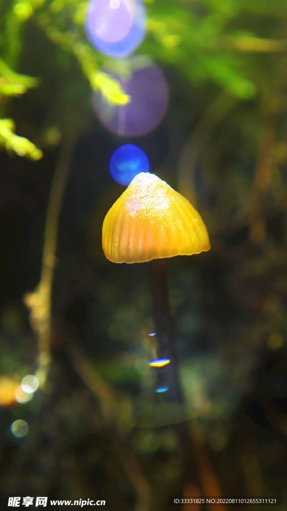 蘑菇