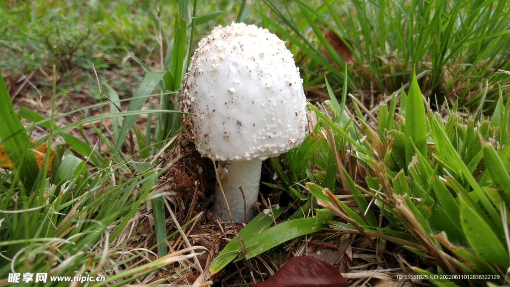 蘑菇