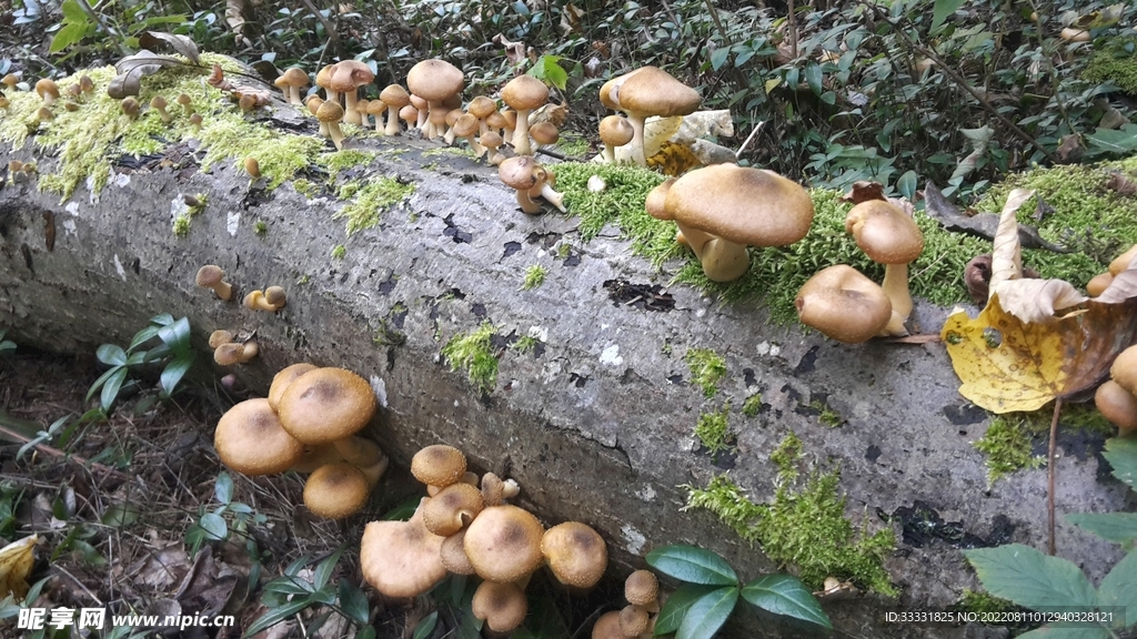 蘑菇