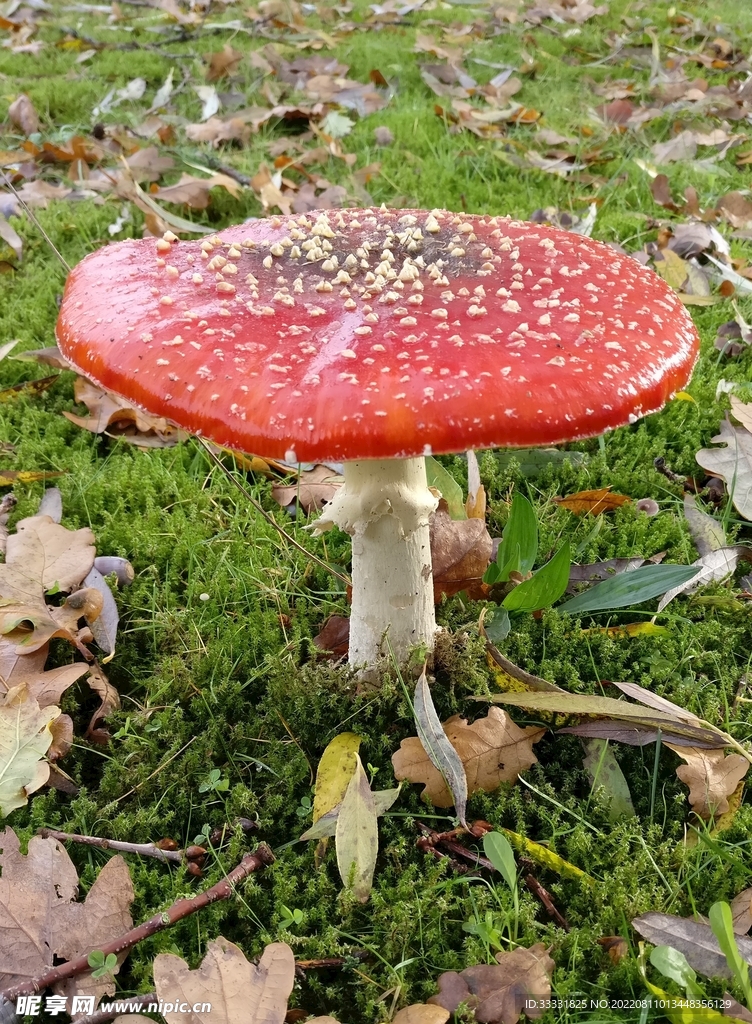 蘑菇