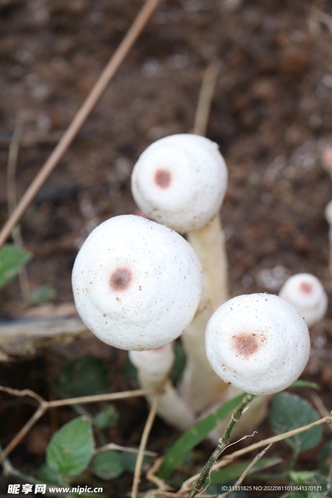 蘑菇