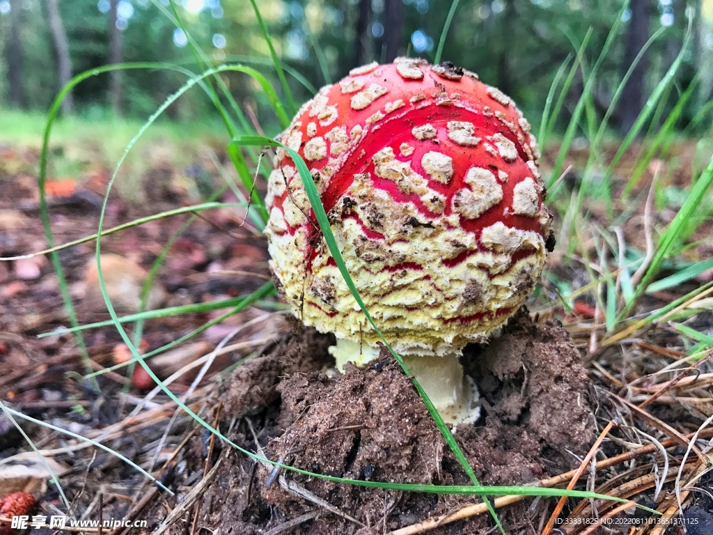 蘑菇