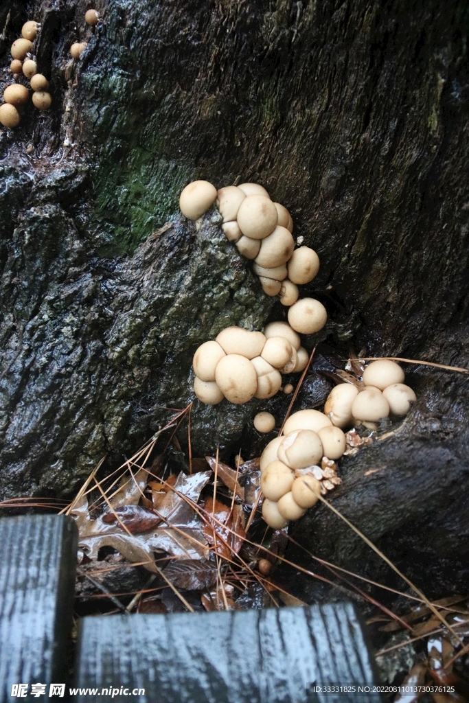 蘑菇