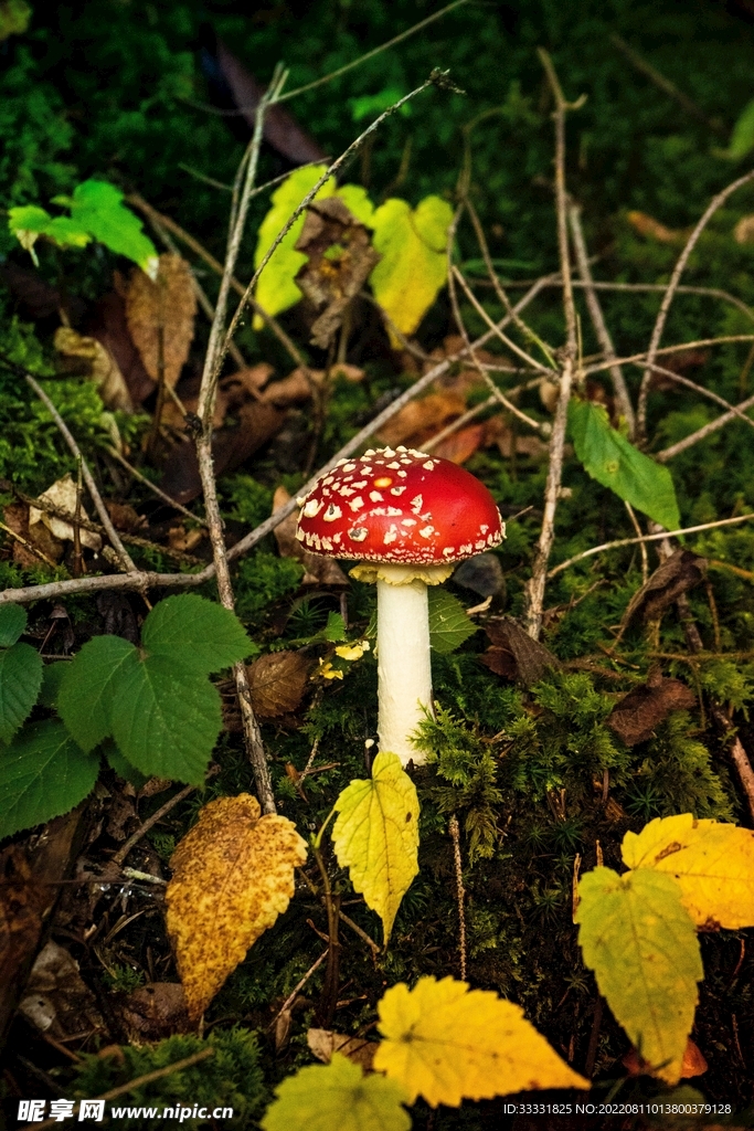 蘑菇