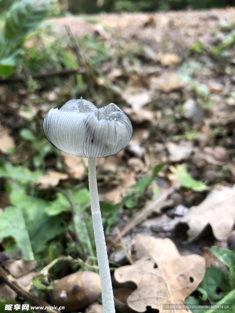 蘑菇