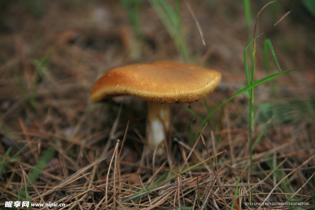 蘑菇