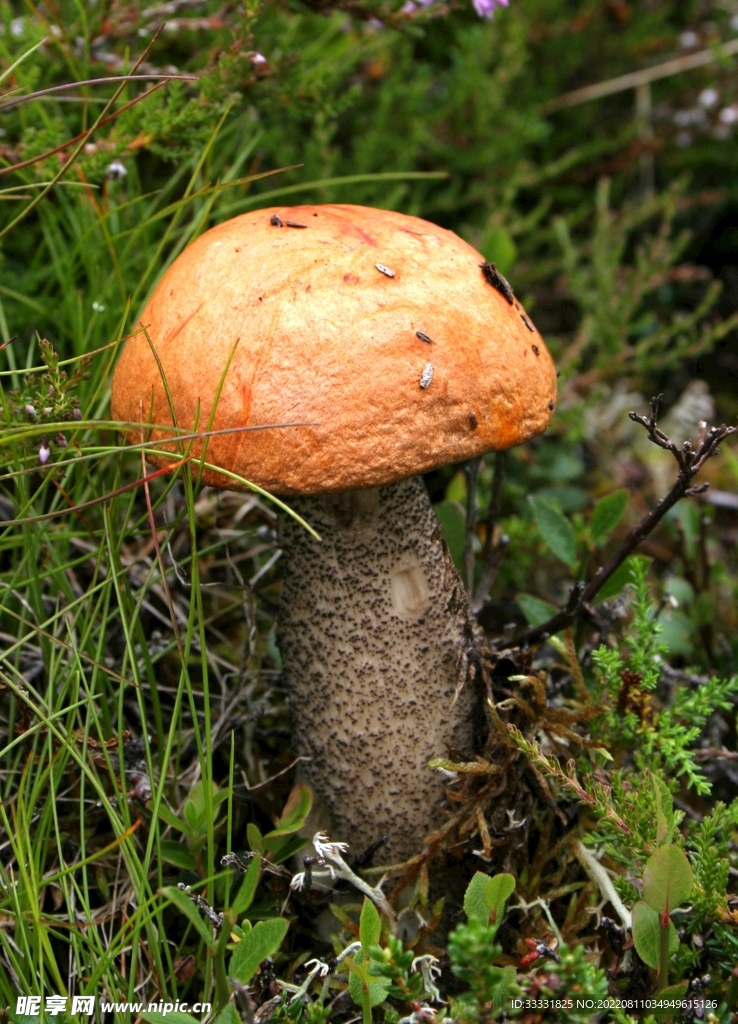 蘑菇