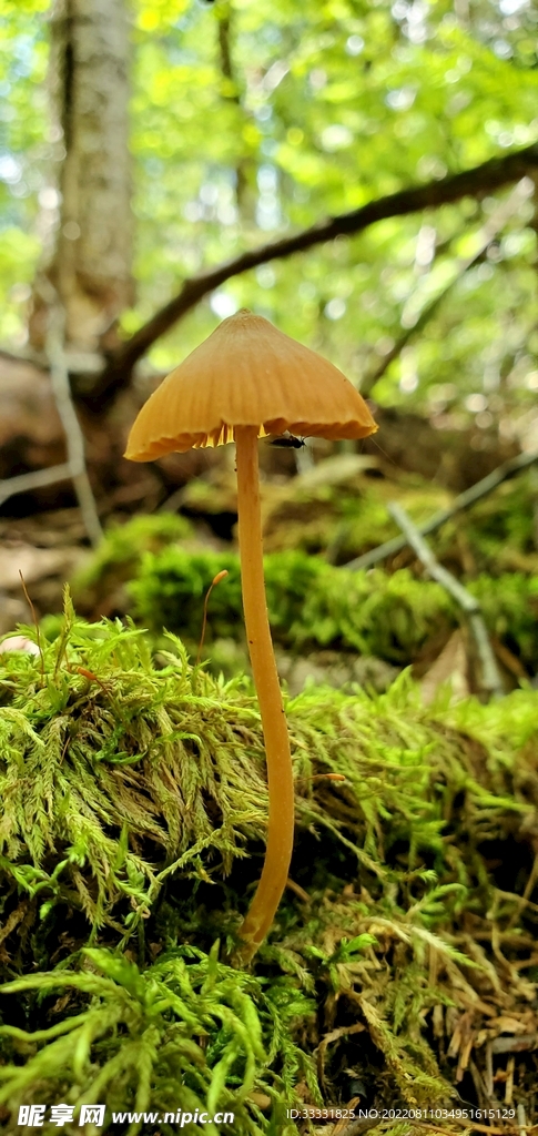 蘑菇