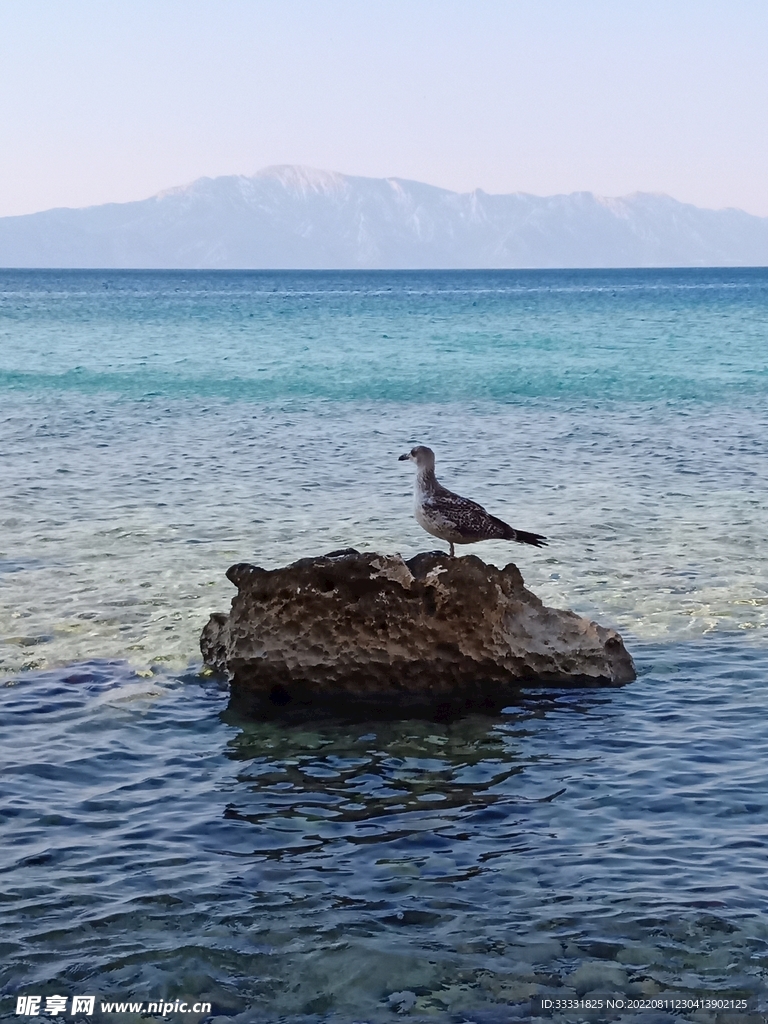 海鸥