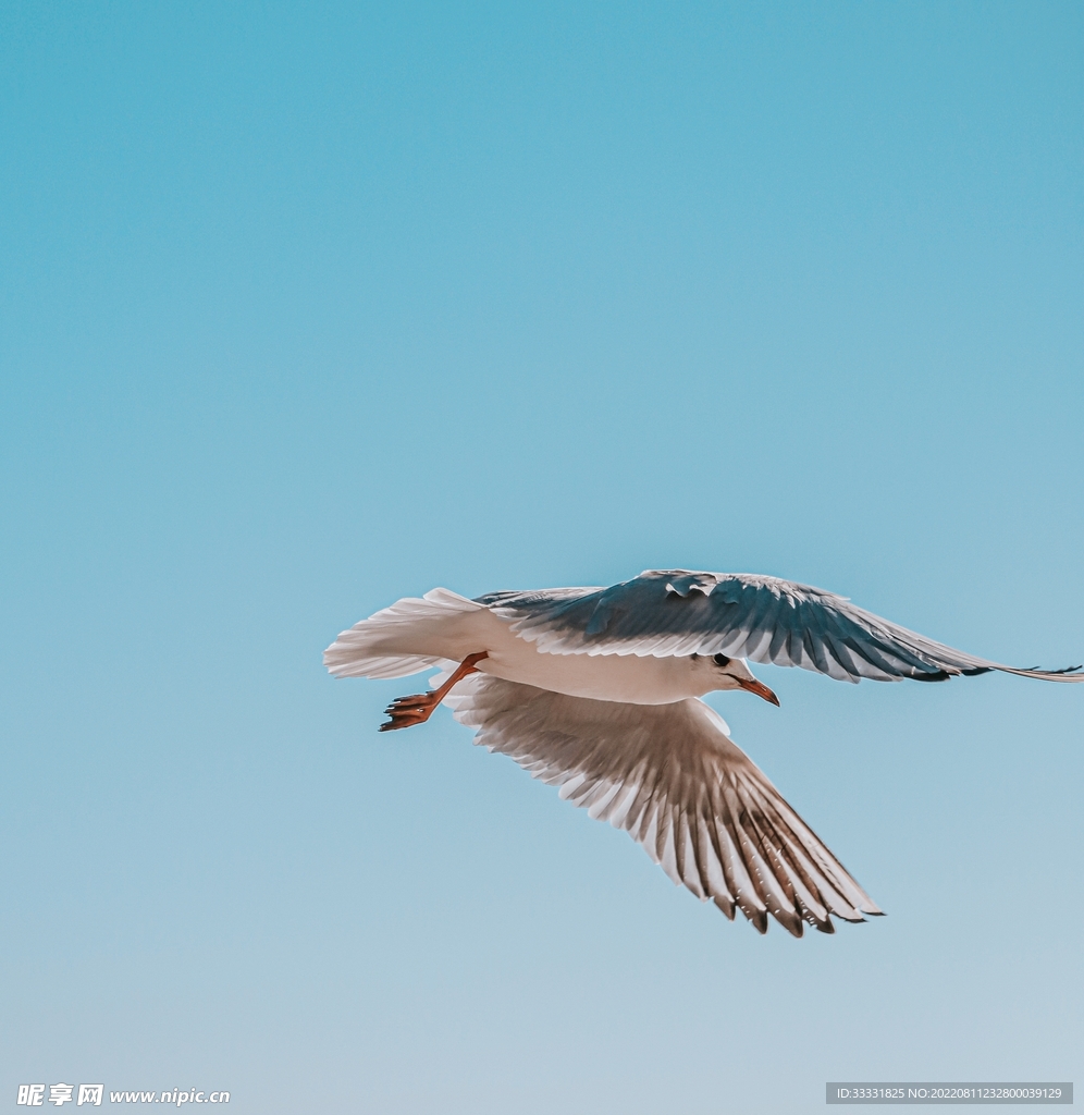 海鸥