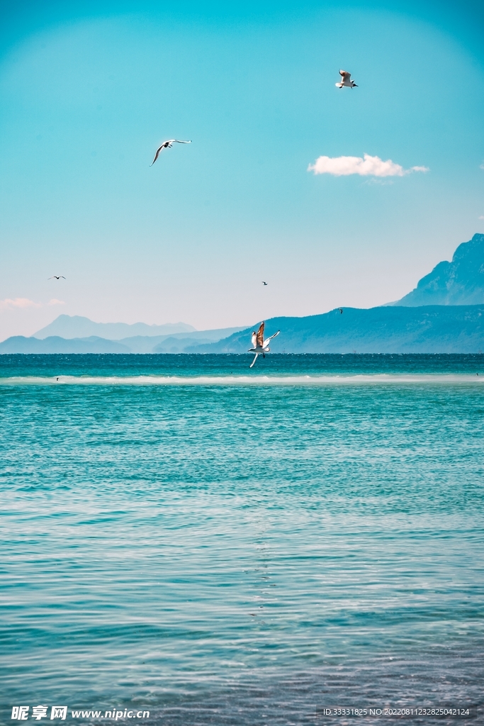 海鸥
