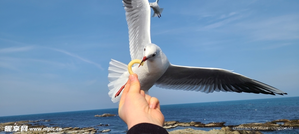 海鸥