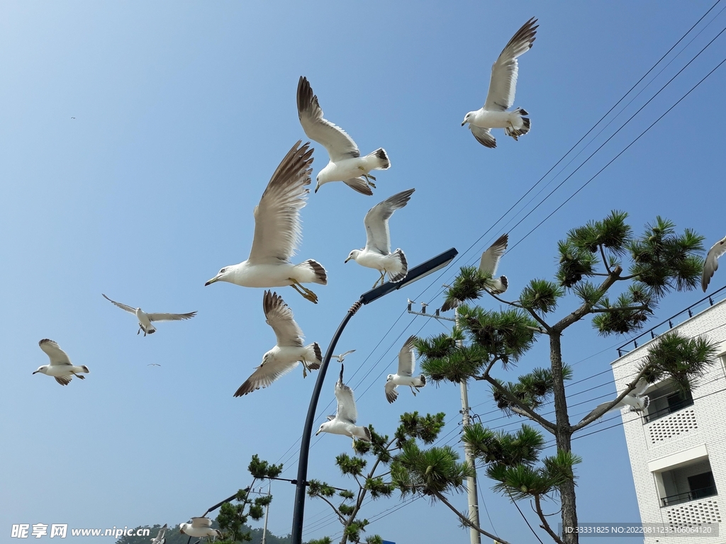 海鸥