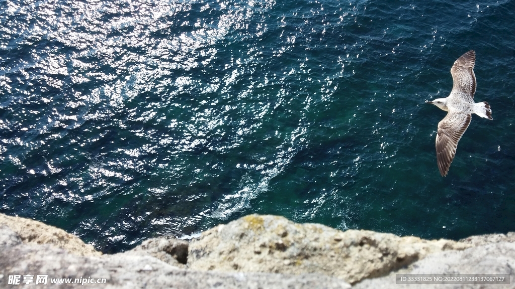 海鸥