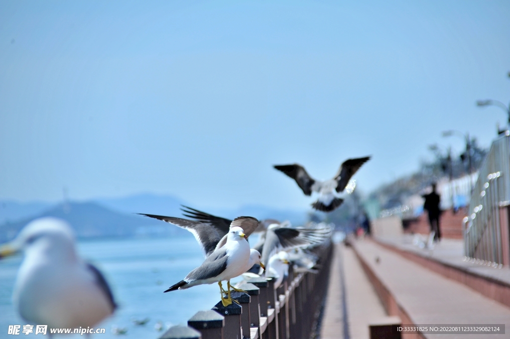 海鸥