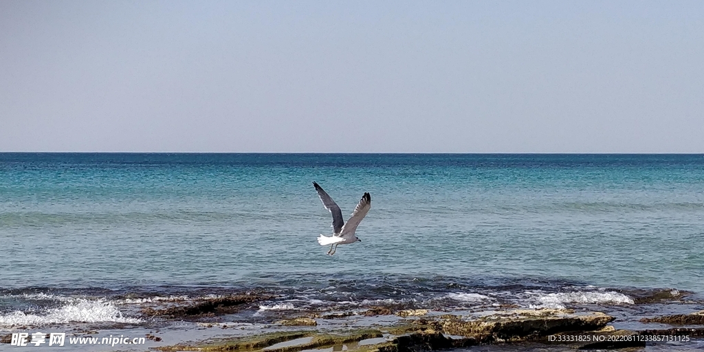 海鸥