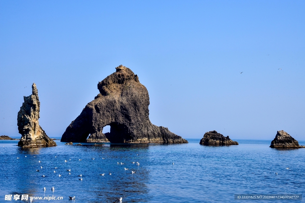 海鸥