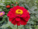 百日菊