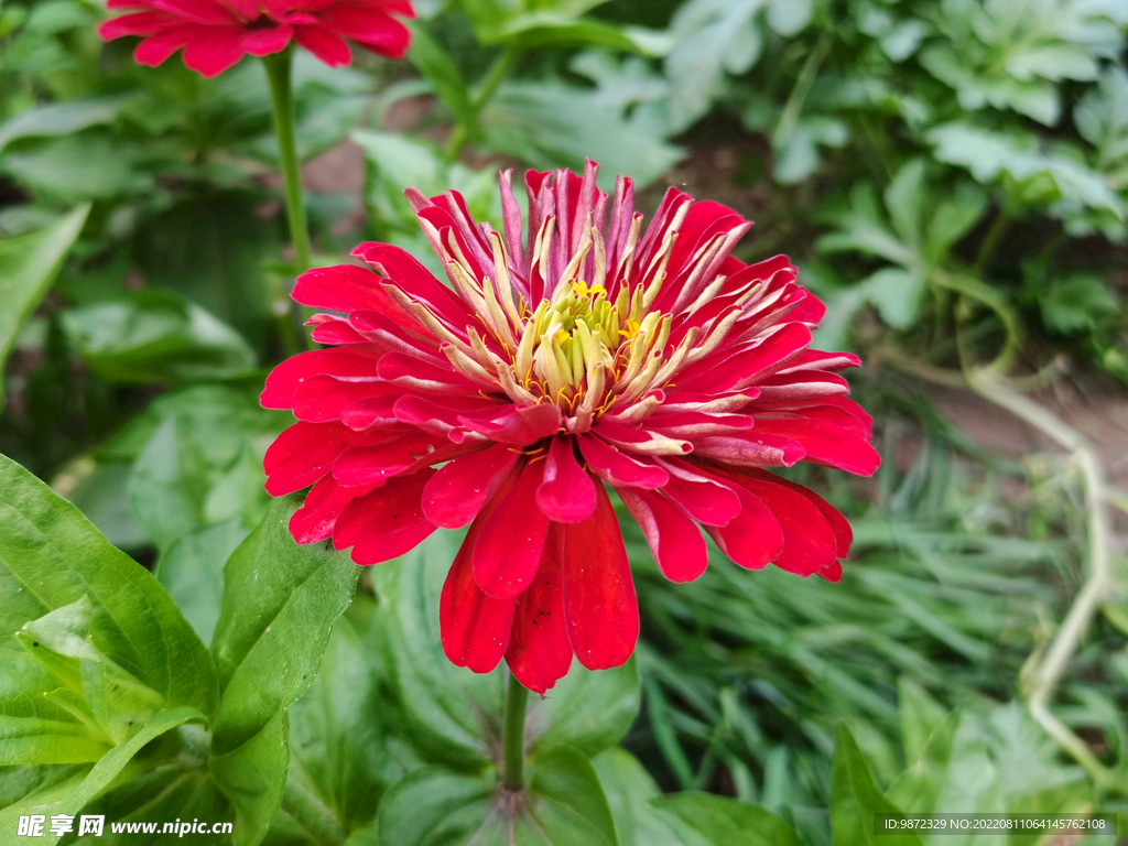 百日菊