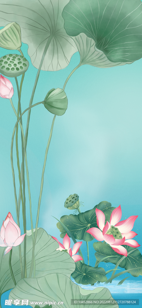 荷花