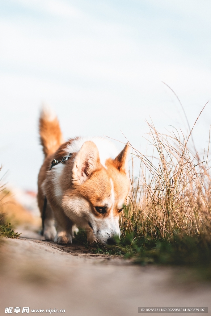 草丛中觅食的威尔士柯基犬