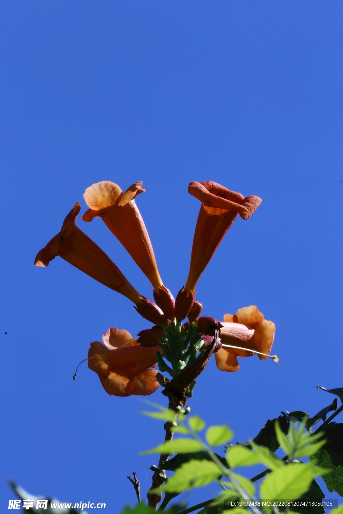 凌霄花