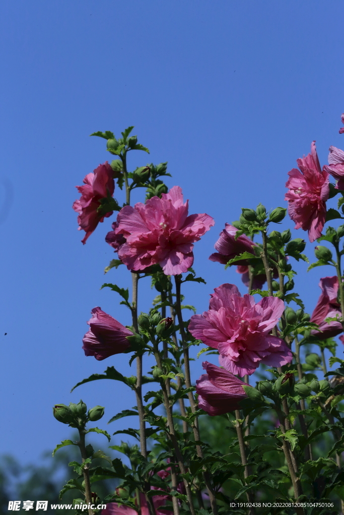 木槿花 