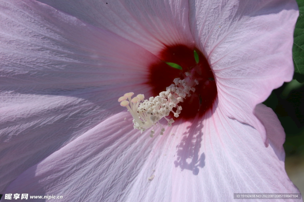 芙蓉葵